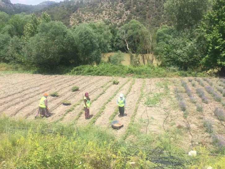 200 bin adet kekik fidanı toprakla buluştu
