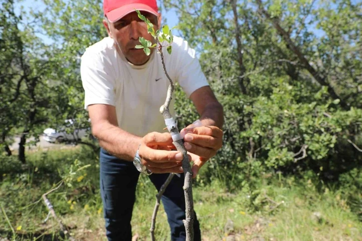 Ali Dağı’nda Antep fıstığı yetişecek
