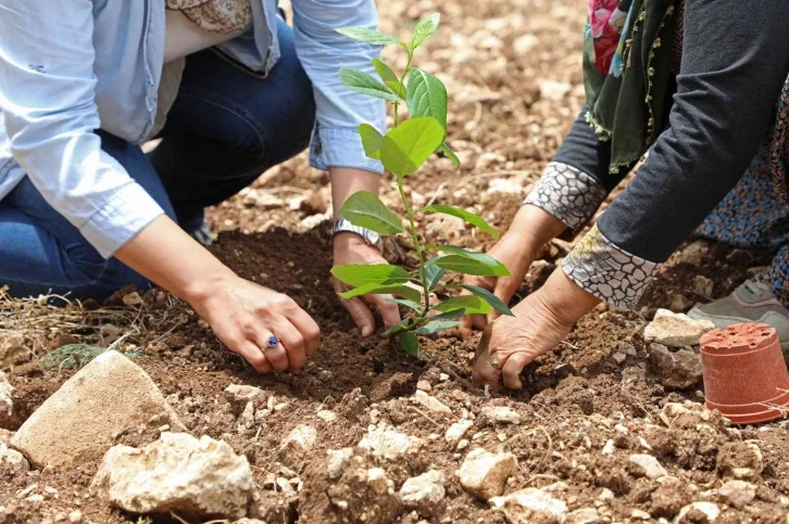 “Aronya” üreticiye alternatif olacak
