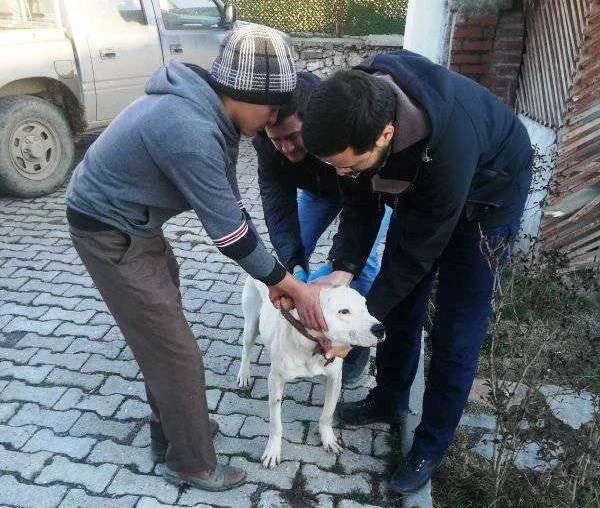 Aslanapa’da  “Yasaklı ırk" köpekler kayıt altına alınıyor
