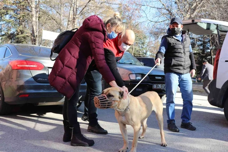 Başkent’te bin 500’ün üzerinde yasaklı köpek kayıt altına altındı
