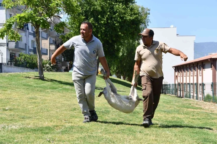 Bu operasyonda ’suçlular’ değil ’başıboş keçiler’ yakalandı
