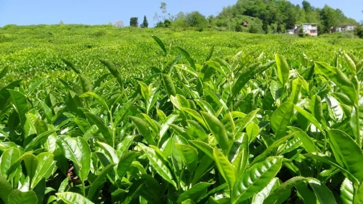 Çay üreticilerinden budama bedeli talebi
