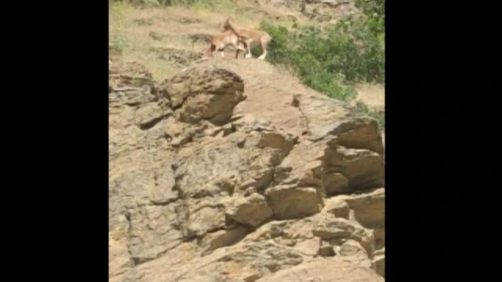 Elazığ’da yaban keçisi sürüsü görüldü
