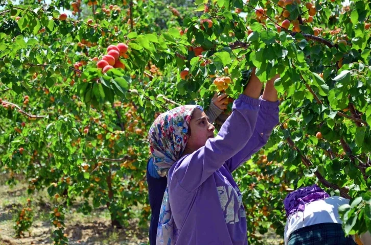 Erkenci kayısı çiftçinin yeni gelir kapısı oldu
