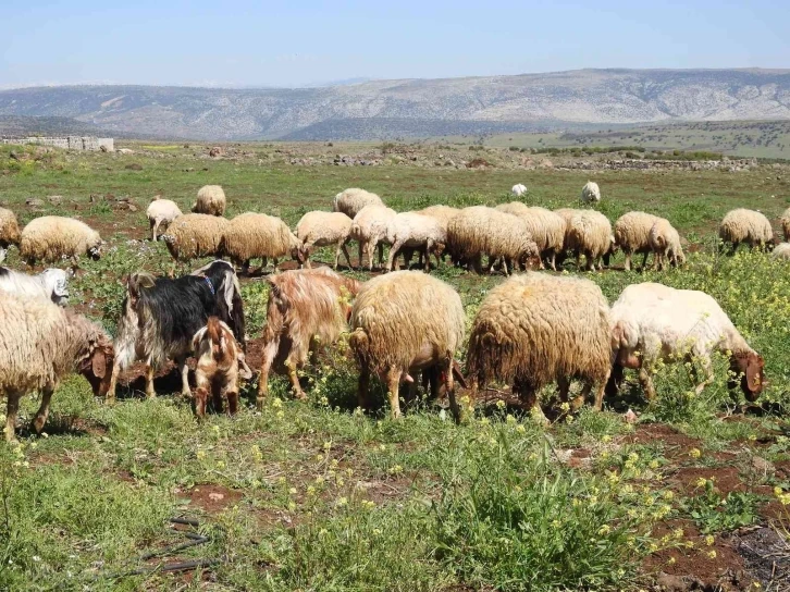 Gaziantep’te kurbanlık fiyatları belli oldu
