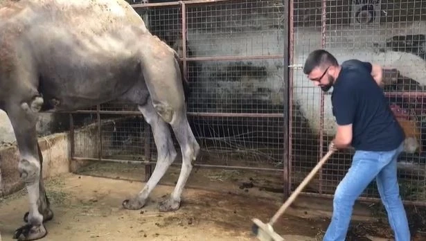 Güreşleri biten develerin zorlu bakımı başladı
