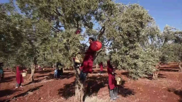 Hatay’dan zeytin ve zeytinyağı 2021 yılı ihracatı 31 milyon dolar oldu
