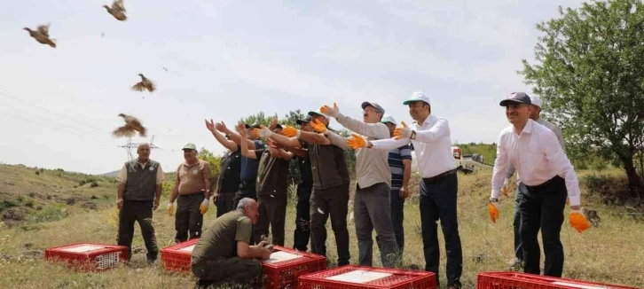 Kahramanmaraş’ta yetiştirilen kekliler yurdun dört bir yanına doğayla buluşuyor
