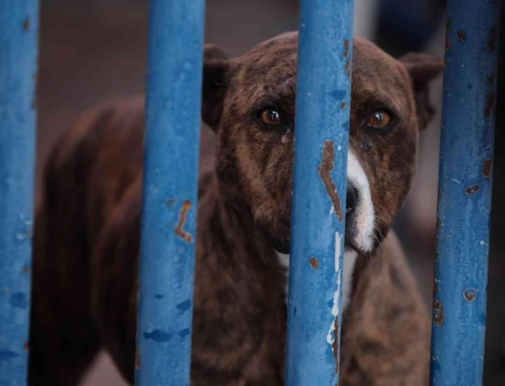 Köpek barınağı yasaklı ırk köpeklerle doldu
