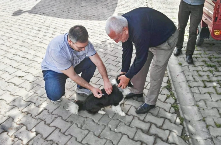 Kuduz hastalığı ile  mücadele çalışmaları sürüyor
