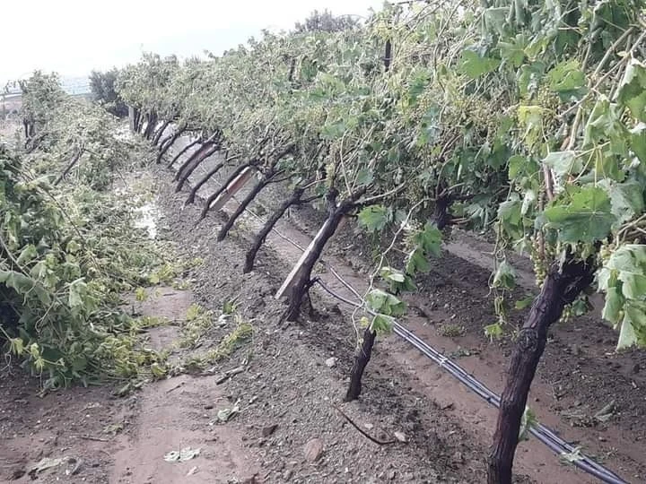 Manisa’da şiddetli dolu yağışı bağlarda zarara yol açtı
