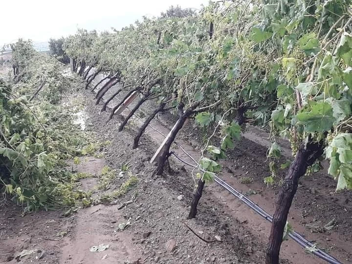 Manisa’da şiddetli dolu yağışı bağlarda zarara yol açtı