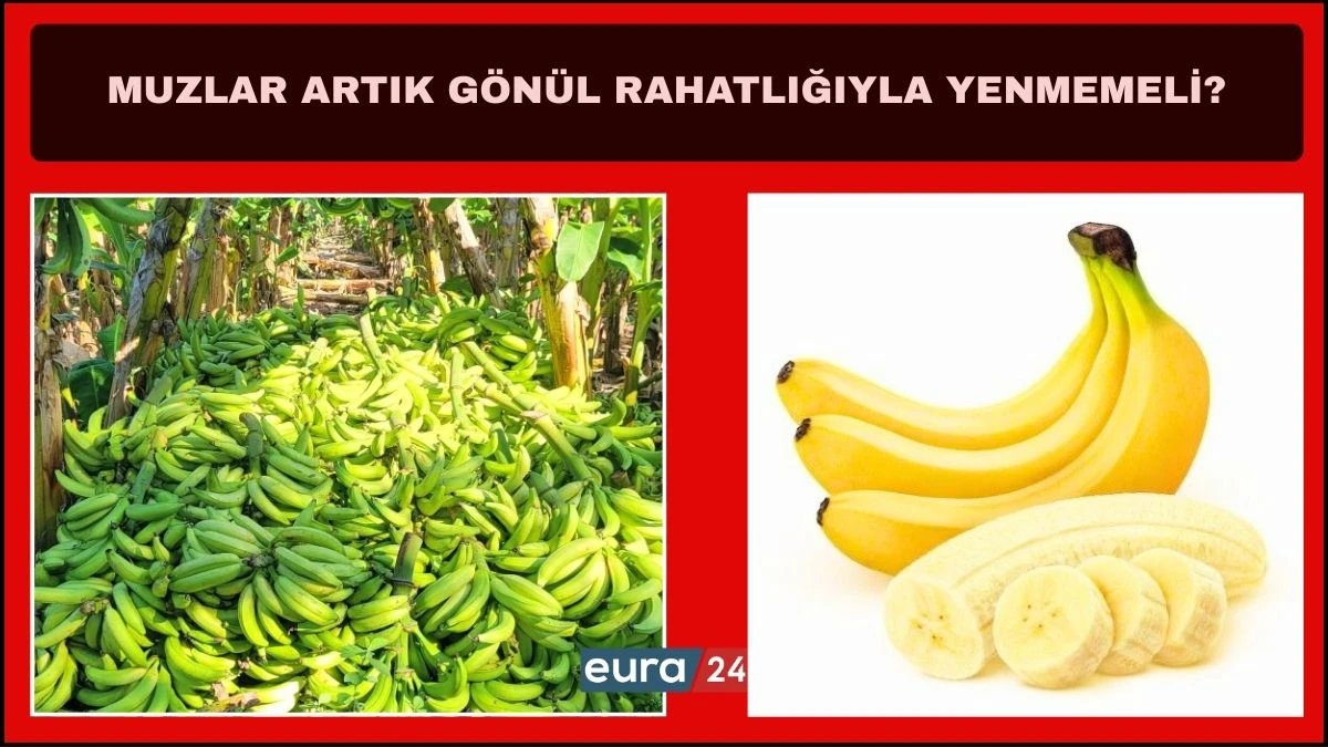 Muz Piyasasında Dev Şirketlerin H&acirc;kimiyeti Rahatsızlık Veriyor!