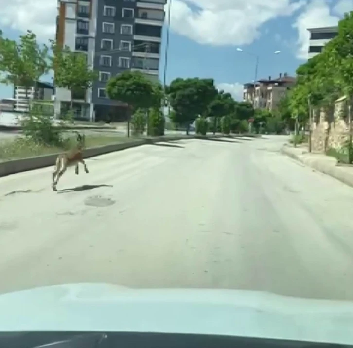 Nesli koruma altında olan dağ keçisi, şehir merkezinde araçla yarıştı
