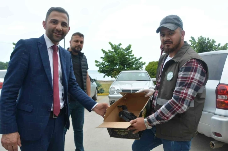 Ordu’da kargalar sürü halinde vatandaşları kovaladı
