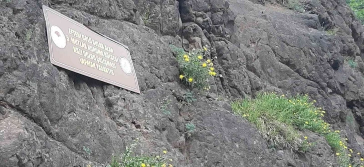 Sadece Düzce’de var