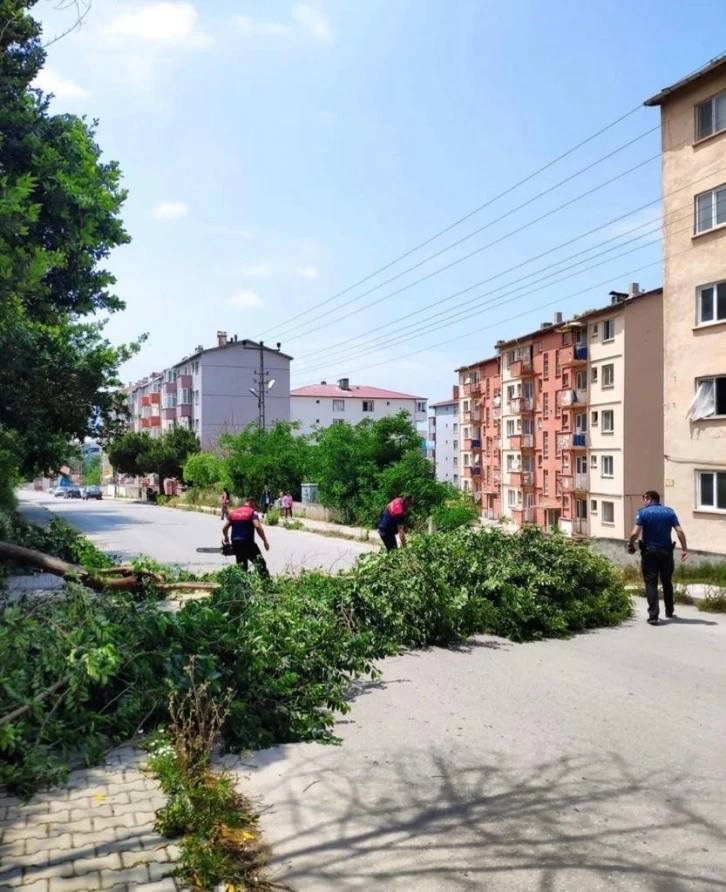 Sinop’ta fırtına ağaç yıktı