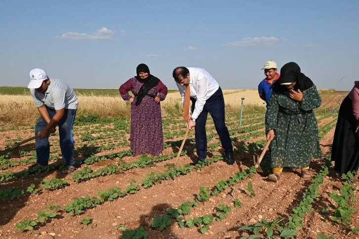 Vali Ayhan, tarım işçisi gibi çalıştı
