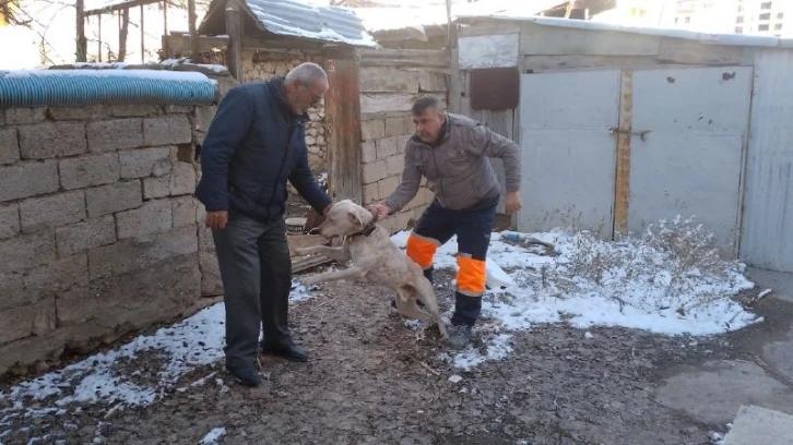 Yasak ırk köpeğini kendi elleri ile teslim etti
