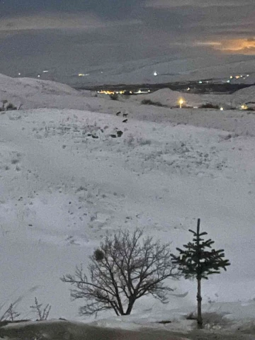 Aç kalan kurtlar yerleşim yerine yaklaştı
