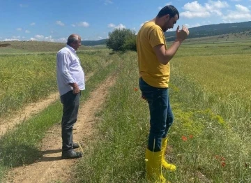 Altıntaş’ta dolu vuran üretim alanlarında hasar tespit çalışmaları
