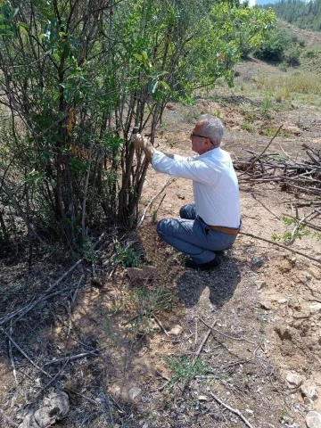 Antep fıstığı Eskişehir’de yaygınlaşıyor
