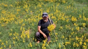 Asırlar önce askerlerin yarasını sarıyordu, günümüzde de önemini koruyor
