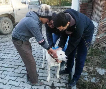 Aslanapa’da  “Yasaklı ırk&quot; köpekler kayıt altına alınıyor
