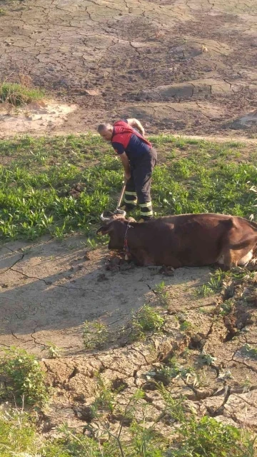 Balçığa saplanan ineği itfaiye ekipleri kurtardı

