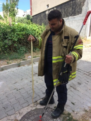Bandırma’ da cadde üzerinde gezen yılan itfaiye ekiplerince yakalandı
