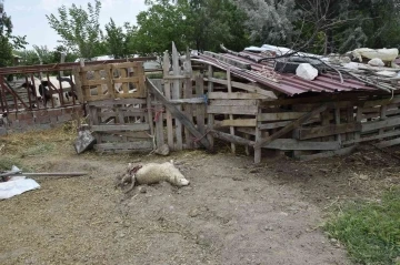 Burdur’da sokak köpekleri koyunlara saldırdı, vatandaş isyan etti
