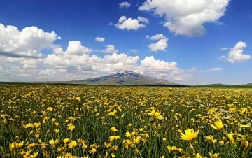 Çiçeklerle renklenen Sütey Yaylası ve Süphan Dağı’ndan hayranlık uyandıran manzaralar
