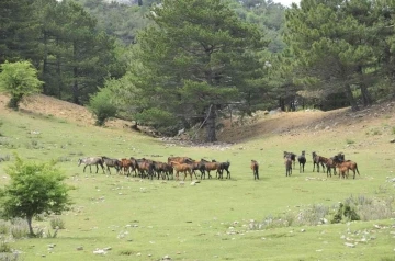 Dilek Yarımadası Milli Parkı’nda yaşayan yılkı atlarının sayısı her geçen gün artıyor
