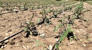 Dolu yağışı tarım alanlarında zarara neden oldu
