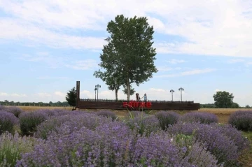 Edirne’de mor lavanta tarlaları ziyaretçilerini ağırladı
