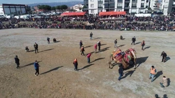 Ege’nin geleneksel deve güreşi havadan görüntülendi
