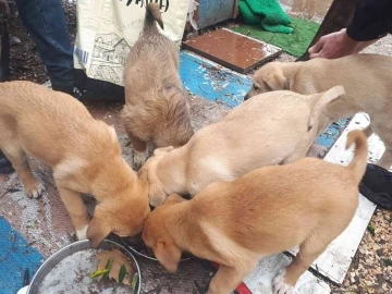 Erdek’ te sokaktaki canlar unutulmadı
