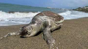 Hatay’da ölü caretta caretta sahile vurdu
