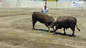 Hızını alamayan kızgın boğa sahibini öldürüyordu
