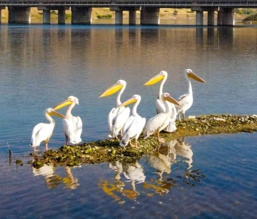 Kahramanmaraş’ta pelikanların göç yolculuğu
