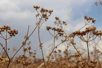 Kilis’te kişniş hasadı başladı
