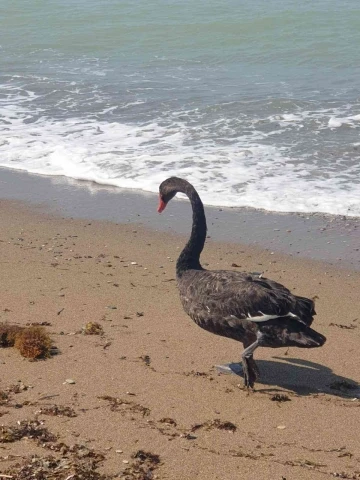 Koruma altındaki Siyah Kuğu, Türkiye’de ikinci kez Antalya’da görüldü
