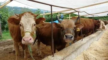 Kurbanlık hayvanlar pazara indi
