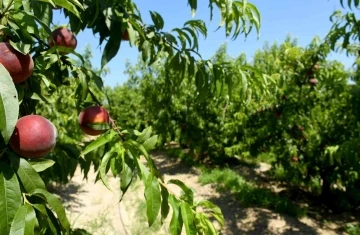 Kuşadası’nda İspanyol Şeftalisi’nin Hasadına Başlandı
