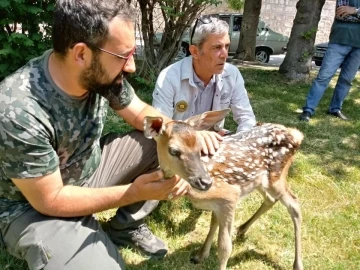 Kütahya’da köpek saldırısına uğrayan kızıl geyik yavrusu koruma altına alındı
