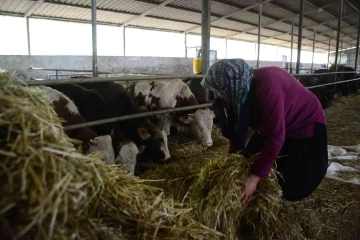 Manda sütündeki verimlilik inekleri solladı
