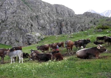 Munzur Dağlarında iç ısıtan görüntü; Dağ keçileriyle inek sürüsü bir arada
