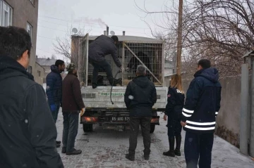 Okul bahçesine bırakılan sahipsiz pitbull yakalandı
