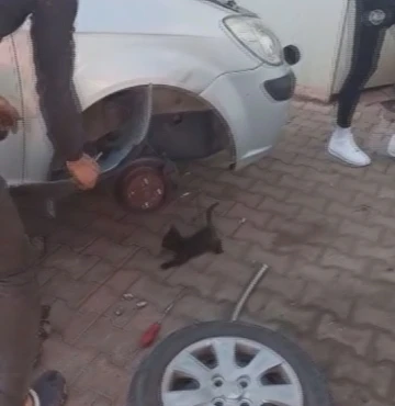 Otomobilin çamurluğuna sıkışan yavru kediyi esnaf kurtardı
